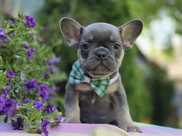 Kenaf French Bulldog Kenaf French Bulldog