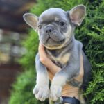 Kenaf-male-french-bulldog-puppy-for-sale-1 (2)