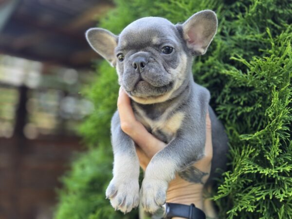 Kenaf French Bulldog Kenaf French Bulldog