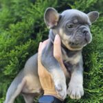 Kenaf-male-french-bulldog-puppy-for-sale-1 (3)