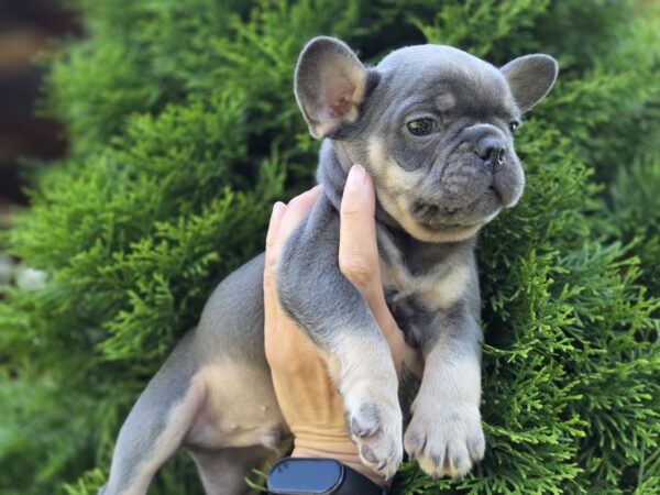 Kenaf French Bulldog Kenaf French Bulldog