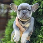 Kenaf-male-french-bulldog-puppy-for-sale-1 (4)