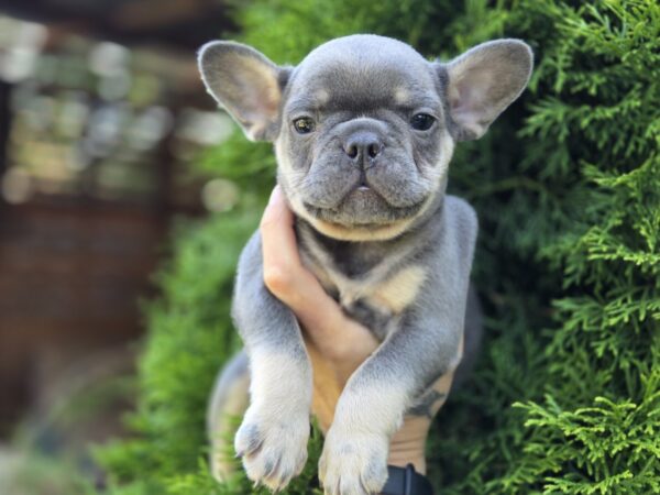 Kenaf French Bulldog Kenaf French Bulldog