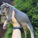 Kenaf-male-french-bulldog-puppy-for-sale-1 (5)