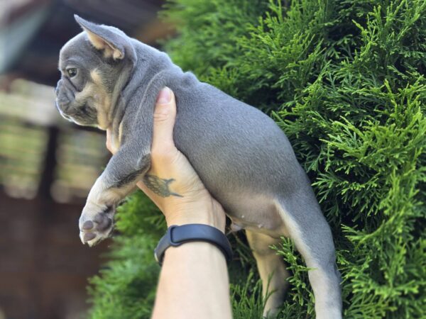 Kenaf French Bulldog Kenaf French Bulldog