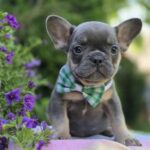 Kenaf-male-french-bulldog-puppy-for-sale-1 (6)