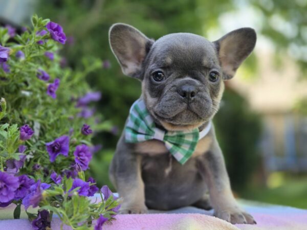 Kenaf French Bulldog Kenaf French Bulldog