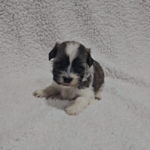 Kendo Havanese Kendo Havanese