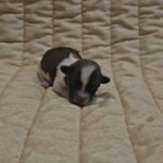 Kendo-male-havanese-puppy-for-sale- (1)