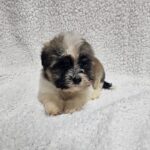 Kendo-male-havanese-puppy-for-sale- (1)