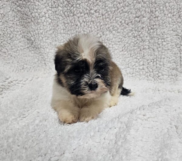 Kendo Havanese Kendo Havanese
