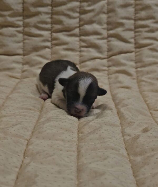 Kendo Havanese Kendo Havanese