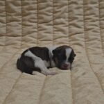 Kendo-male-havanese-puppy-for-sale- (2)
