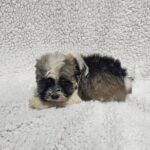 Kendo-male-havanese-puppy-for-sale- (2)
