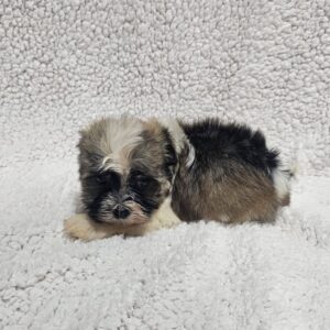 Kendo Havanese Kendo Havanese