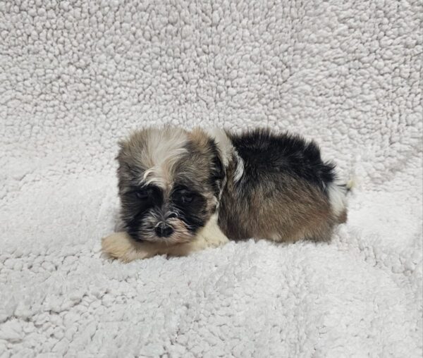 Kendo Havanese Kendo Havanese
