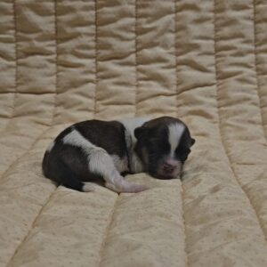 Kendo Havanese Kendo Havanese