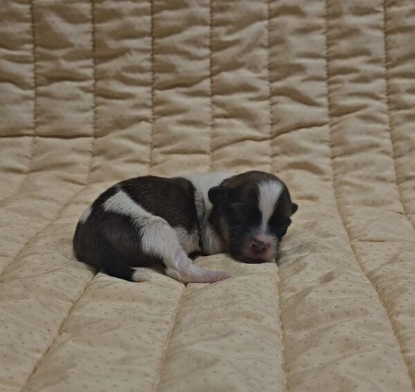 Kendo Havanese Kendo Havanese