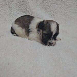 Kendo Havanese Kendo Havanese