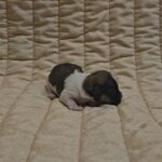 Kendo-male-havanese-puppy-for-sale- (3)