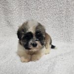 Kendo-male-havanese-puppy-for-sale- (3)