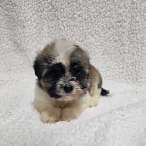 Kendo Havanese Kendo Havanese