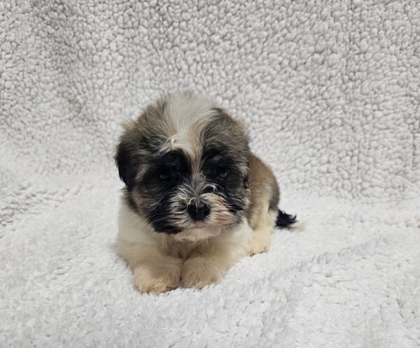 Kendo Havanese Kendo Havanese