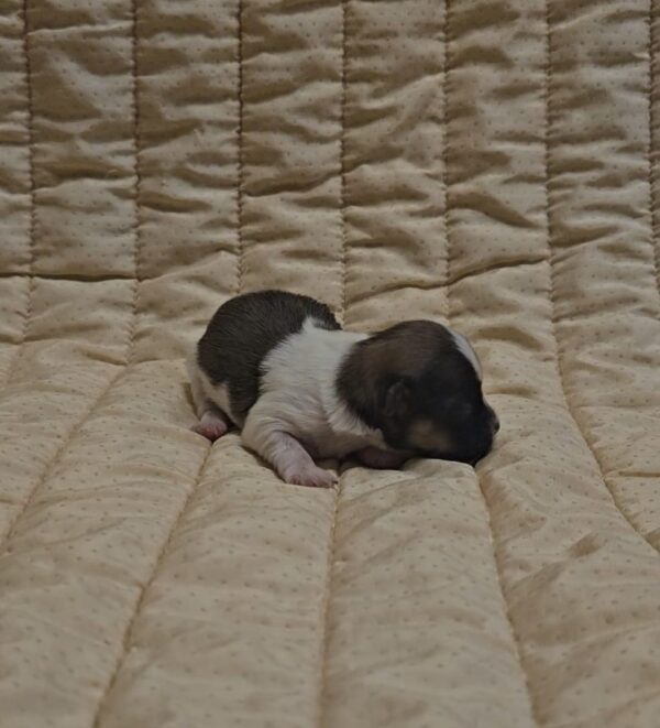 Kendo Havanese Kendo Havanese