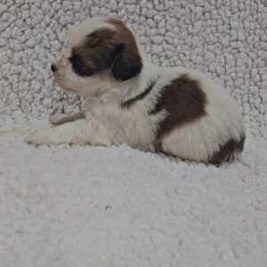 Kenzo Havanese Kenzo Havanese
