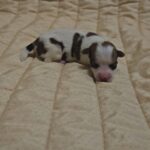 Kenzo-male-havanese-puppy-for-sale- (1)