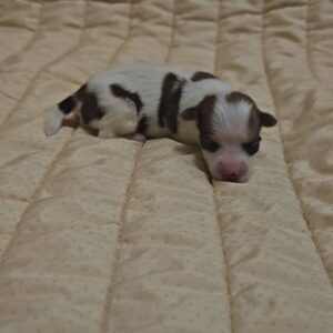 Kenzo Havanese Kenzo Havanese