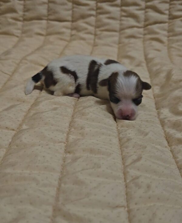 Kenzo Havanese Kenzo Havanese