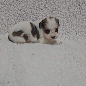 Kenzo Havanese Kenzo Havanese