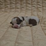 Kenzo-male-havanese-puppy-for-sale- (2)