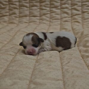 Kenzo Havanese Kenzo Havanese
