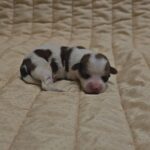 Kenzo-male-havanese-puppy-for-sale- (3)