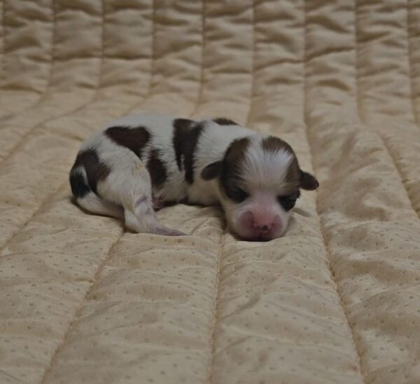 Kenzo Havanese Kenzo Havanese