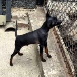 Kevin-male-Prague-Ratter-puppy-for-sale-1