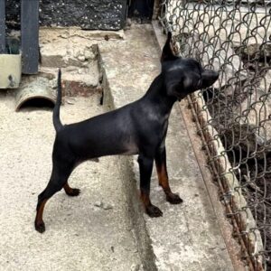 Kevin Prague Ratter Kevin Prague Ratter