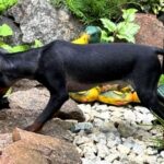 Kevin-male-Prague-Ratter-puppy-for-sale-2