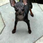 Kevin-male-Prague-Ratter-puppy-for-sale-3