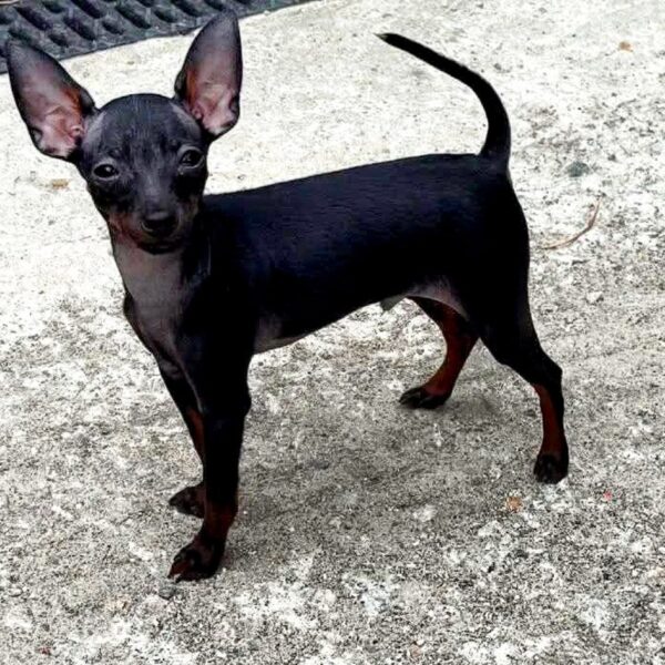 Kevin Prague Ratter Kevin Prague Ratter