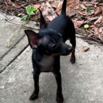 Kevin-male-Prague-Ratter-puppy-for-sale-6