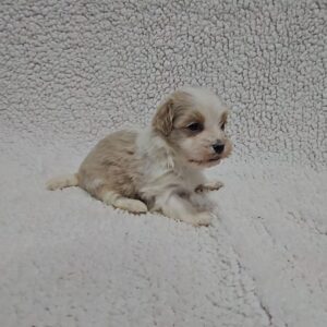 Kibo Havanese Kibo Havanese