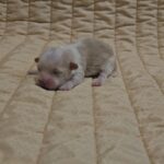 Kibo-male-havanese-puppy-for-sale- (1)