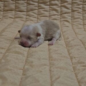 Kibo Havanese Kibo Havanese