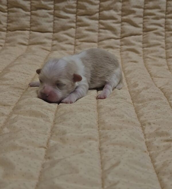 Kibo Havanese Kibo Havanese
