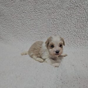 Kibo Havanese Kibo Havanese