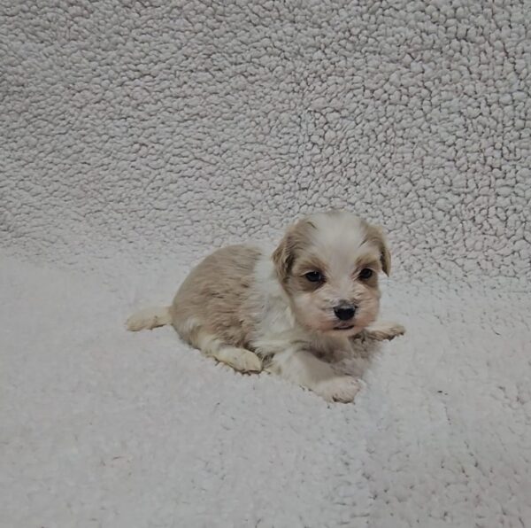 Kibo Havanese Kibo Havanese