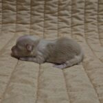 Kibo-male-havanese-puppy-for-sale- (2)